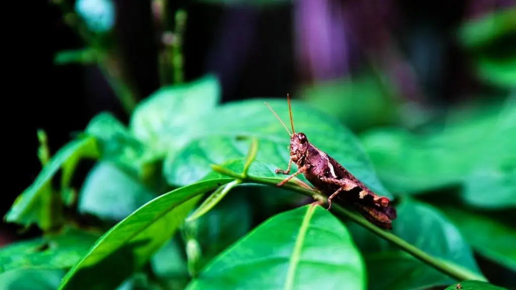 Can Vegans Eat Insects