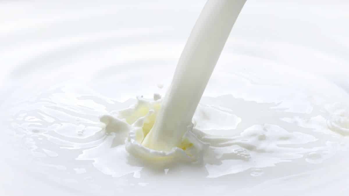 Is Skim Milk Vegan? Can Vegans Use Skim Milk?