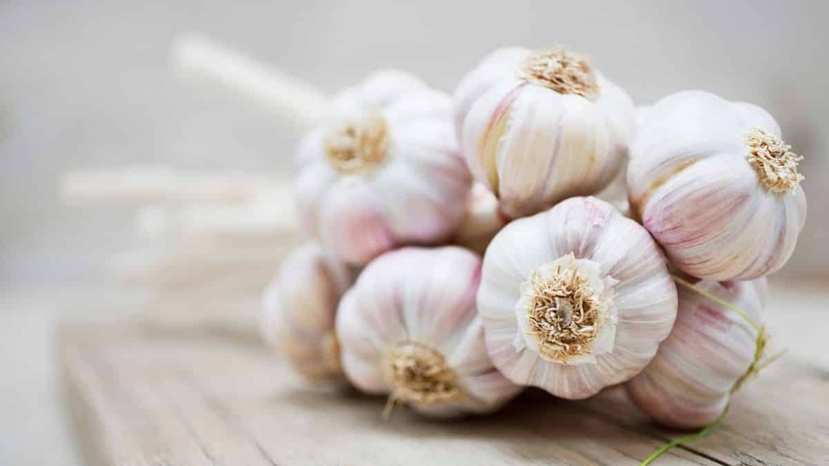 Is Garlic Vegan? Can Vegans Eat Garlic?
