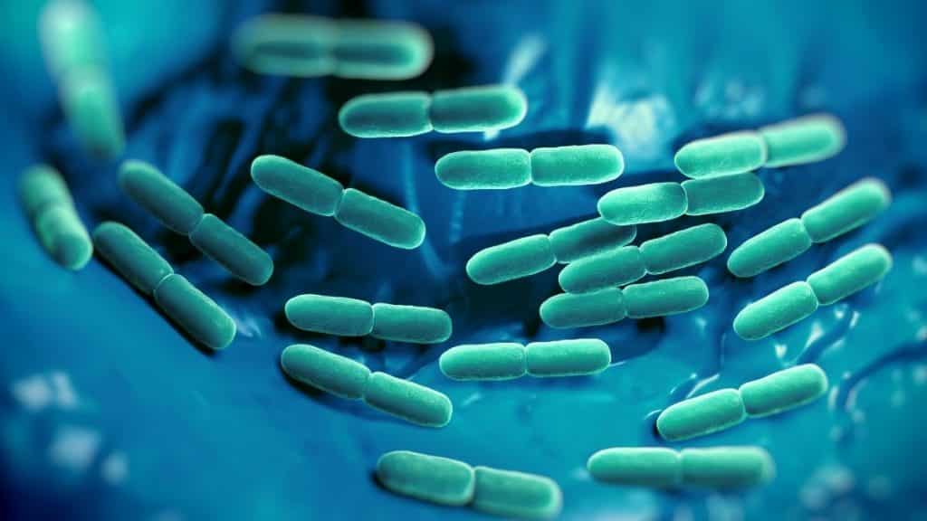 Is Lactobacillus Vegan