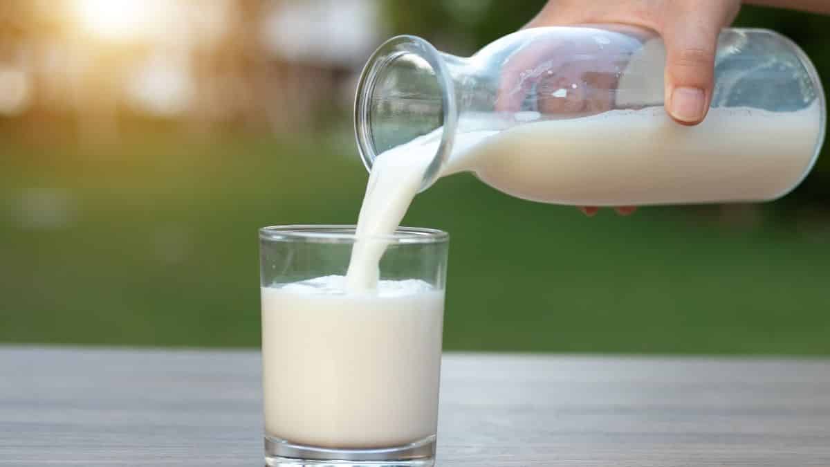 Is Milk Vegan? Can Vegans Drink Milk?