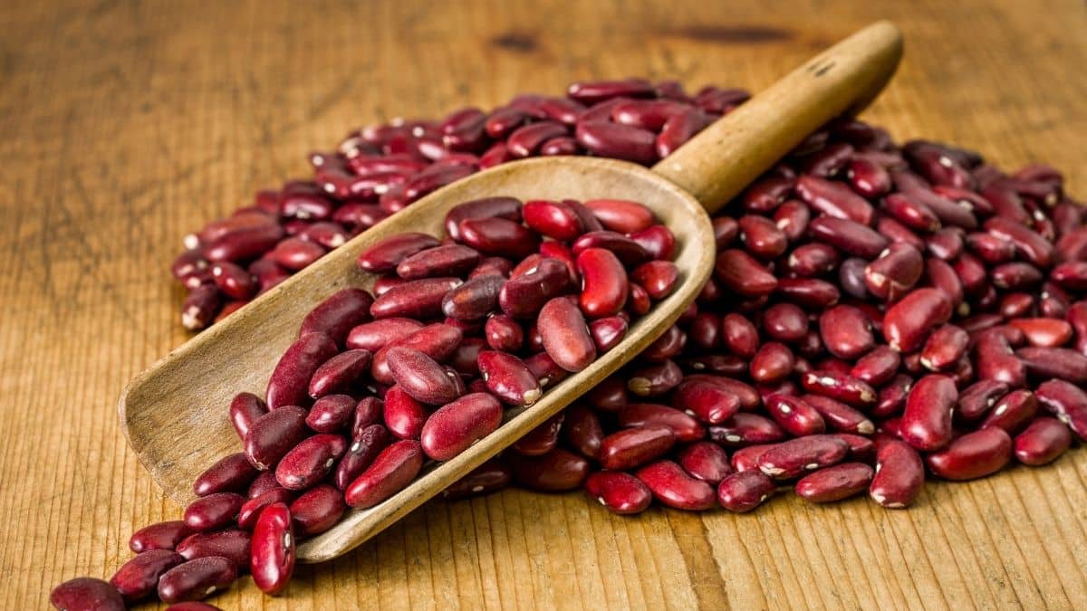 Are Kidney Beans Vegan