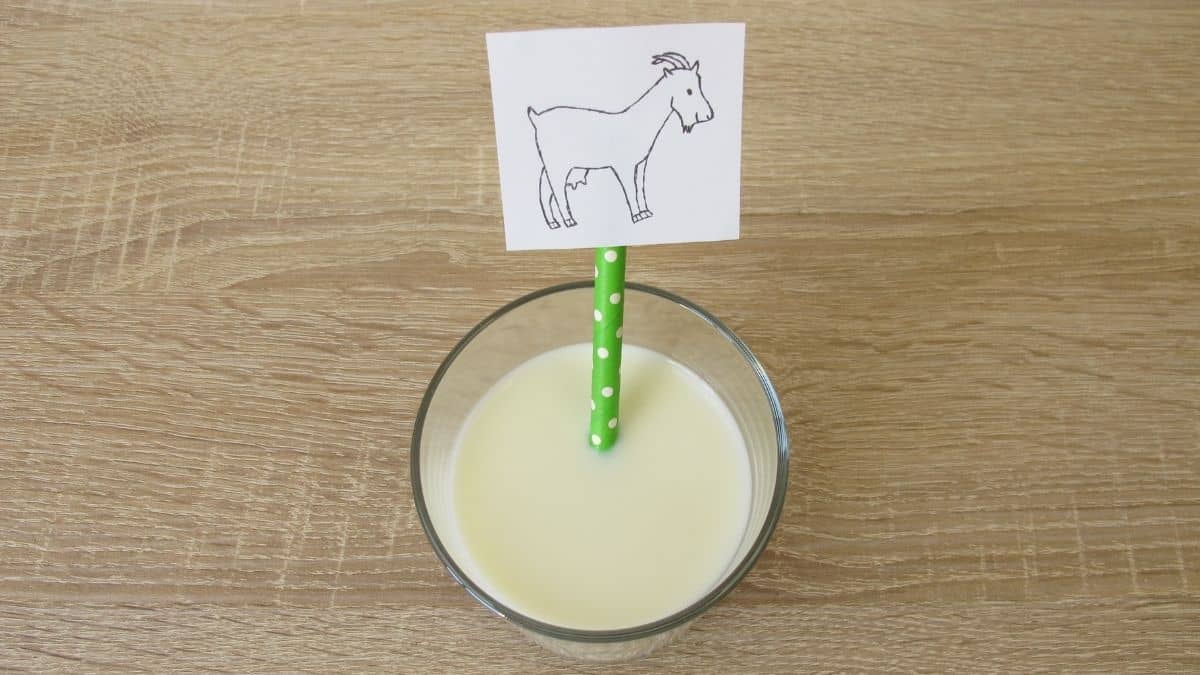 Is Goat Milk Vegan? Can Vegans Drink Goat Milk?