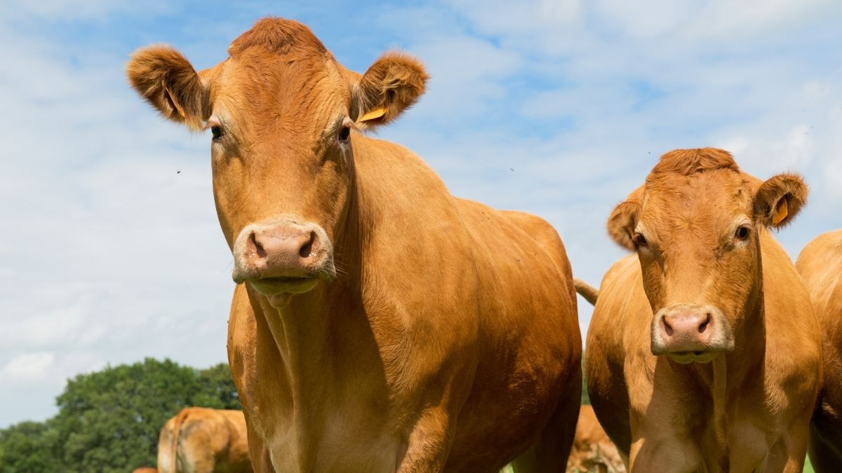 Are Cows Vegan