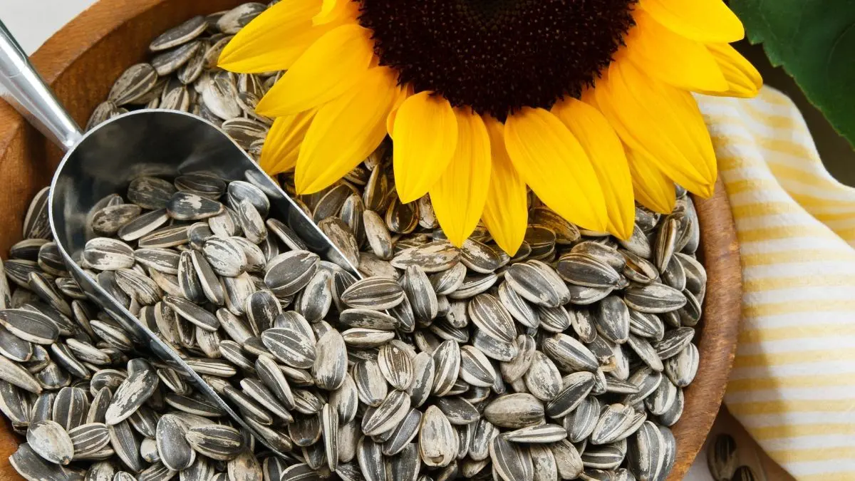 Are Sunflower Seeds Vegan? Can Vegans Eat Sunflower Seeds?