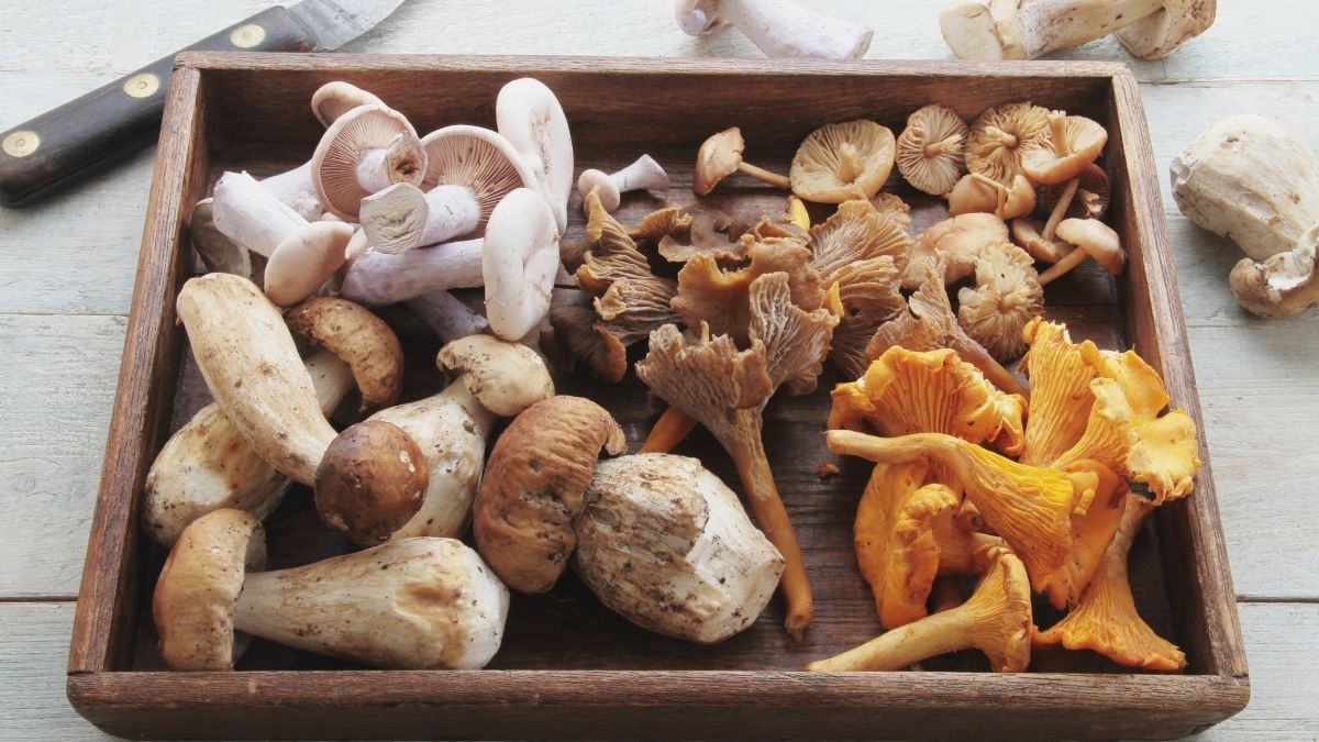 Are Mushrooms Vegan