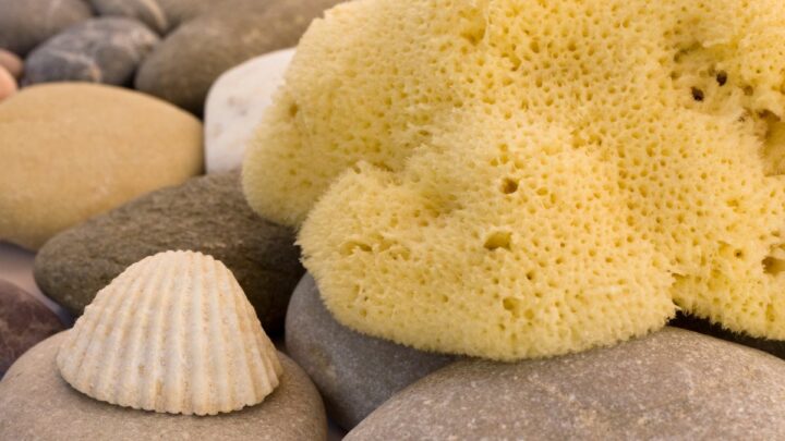 Are Sea Sponges Vegan