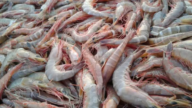 Is Shrimp Vegan