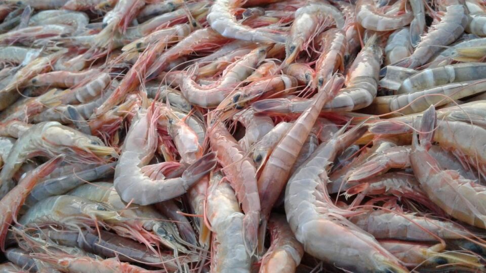 Is Shrimp Vegan? Fully Explained!